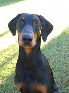 Kade